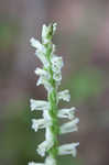 Greenvein ladies tresses